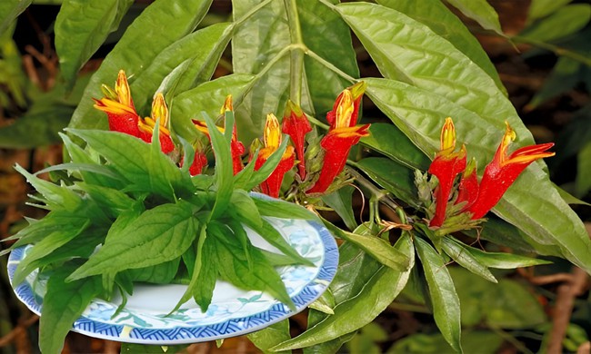 Rau bìm bịp có nhiều lợi ích cho sức khỏe và sắc đẹp của chị em.