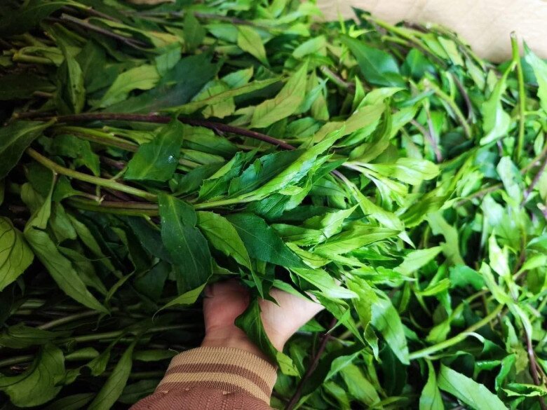 Thứ rau dại mọc hoang trên rừng xuống phố được chị em amp;#34;săn lùngamp;#34;, có mùi thơm đặc biệt và là amp;#34;thần dượcamp;#34; tốt cho sức khỏe - 2