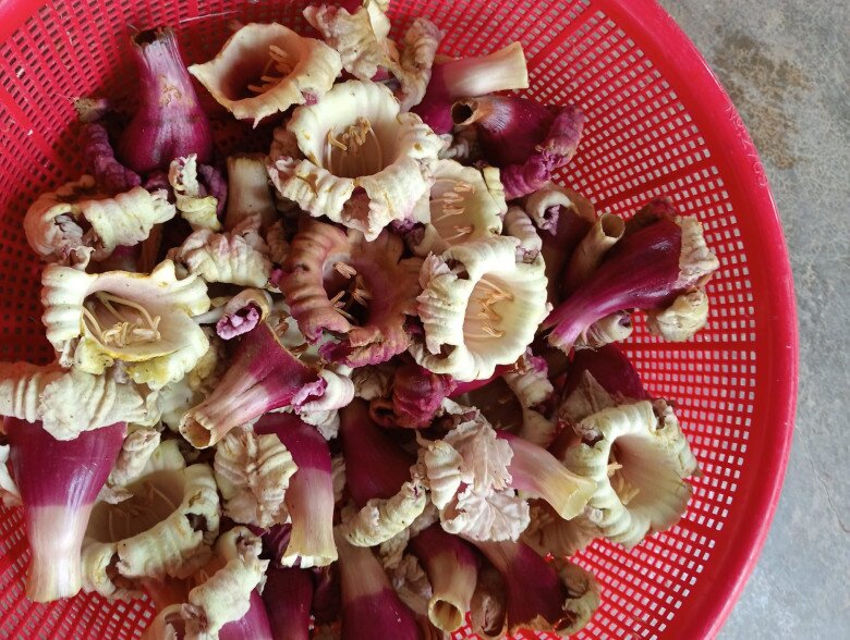 Loại hoa rụng đầy gốc không ai nhặt lại là đặc sản Tây Bắc, đắng nhưng hậu vị ngọt lịm lại cực tốt cho sức khỏe - 2