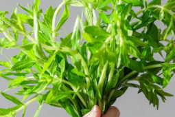 Công dụng trị bệnh của rau ngổ và cách dùng an toàn