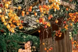 Măng Đen vào mùa hồng chín điểm đến 'ăn ảnh' giữa cao nguyên