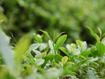 “4 không làm” người thực sự khôn ngoan luôn nhớ: Càng không làm, phúc khí càng sâu dày 5 Người khôn ngoan không để người khác mượn vận may của mình, nhất là 2 loại này