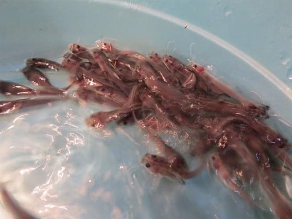 Báu vật sông Hồng, cá lăng chấm