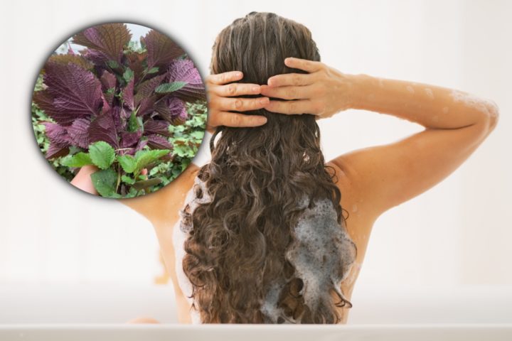 Cách gội đầu bằng nước lá tía tô để ngăn rụng tóc - Ảnh 1.