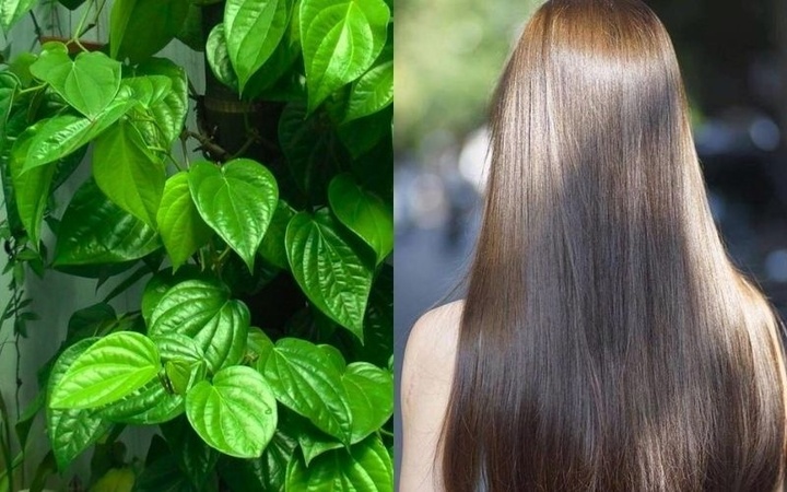 Cách gội đầu bằng nước lá trầu không giúp giảm rụng tóc - Ảnh 1.