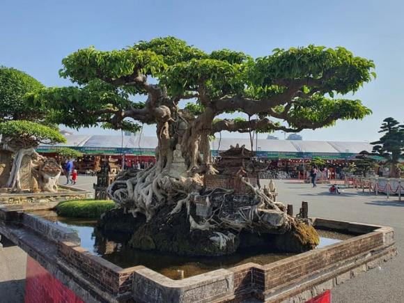 Cây thuộc nhóm tứ linh, cây sanh