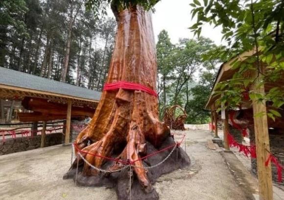 Gỗ quý, gỗ nanmu