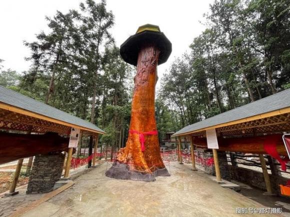 Gỗ quý, gỗ nanmu