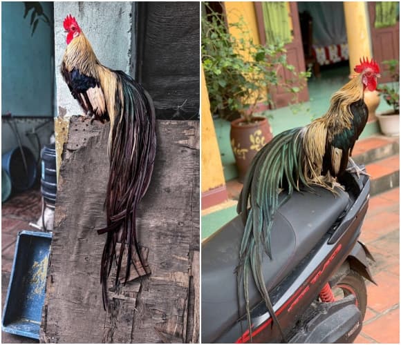 gà cảnh, gà đuôi dài, Giống gà Oragadori, gà Tân Châu