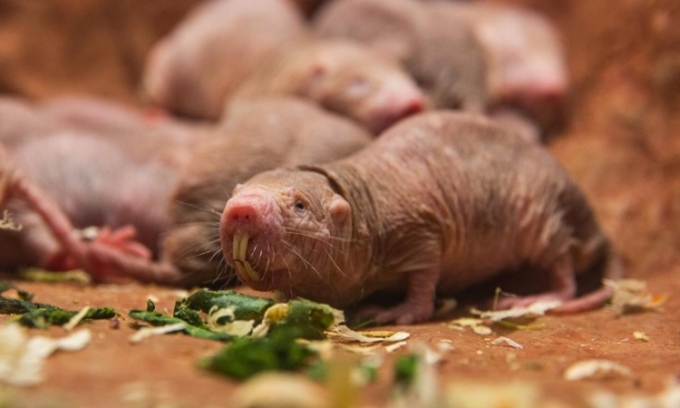 Chuột dũi trụi lông có thể sống hơn 30 năm. Ảnh: National Zoo