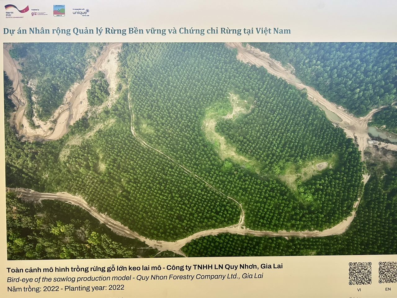 Cú hích cho tương lai rừng gỗ lớn Việt Nam 2 Hướng đến tương lai rừng gỗ lớn cho Việt Nam - Ảnh 2.