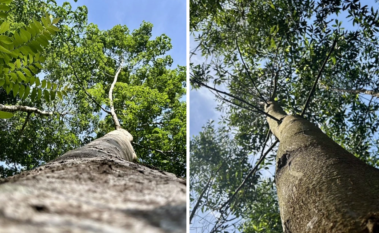 Cú hích cho tương lai rừng gỗ lớn Việt Nam 1 Hướng đến tương lai rừng gỗ lớn cho Việt Nam - Ảnh 1.