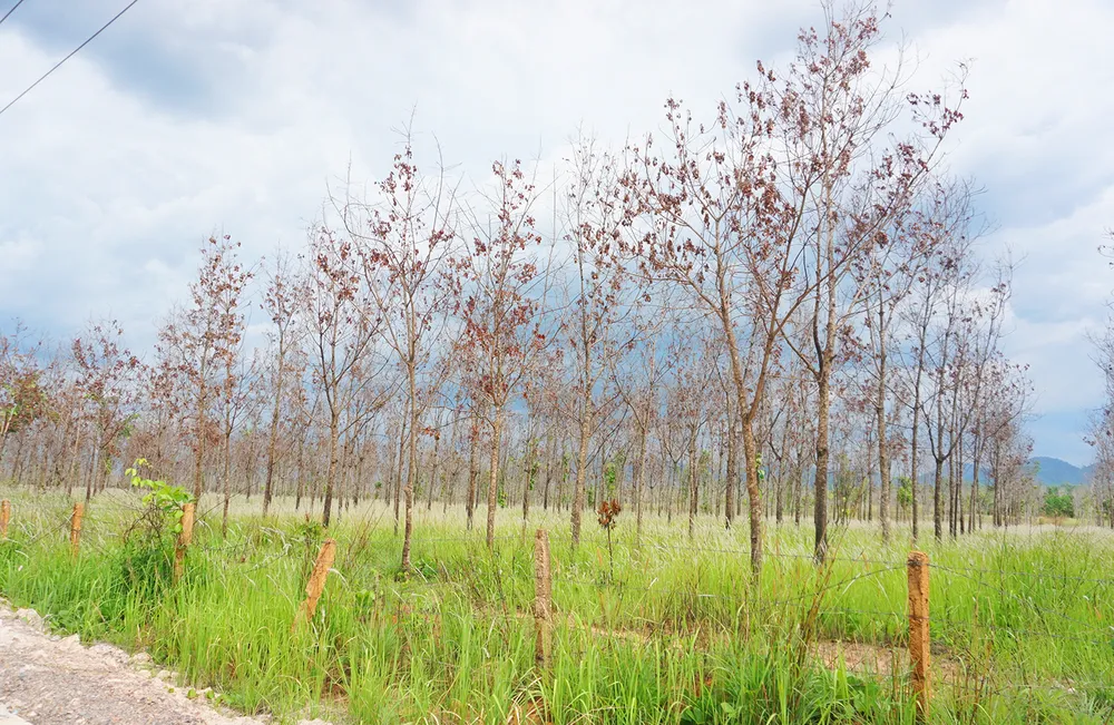 Gần 70% diện tích trồng cao su trong dự án trên địa bàn tỉnh Gia Lai đã bị chết, kém phát triển. Ảnh: LK. Chủ tịch UBND tỉnh Gia Lai chỉ đạo đánh giá toàn diện chương trình chuyển đổi 50.000 ha rừng nghèo sang trồng cao su sau khi có gần 70% diện tích bị chết, kém phát triển.