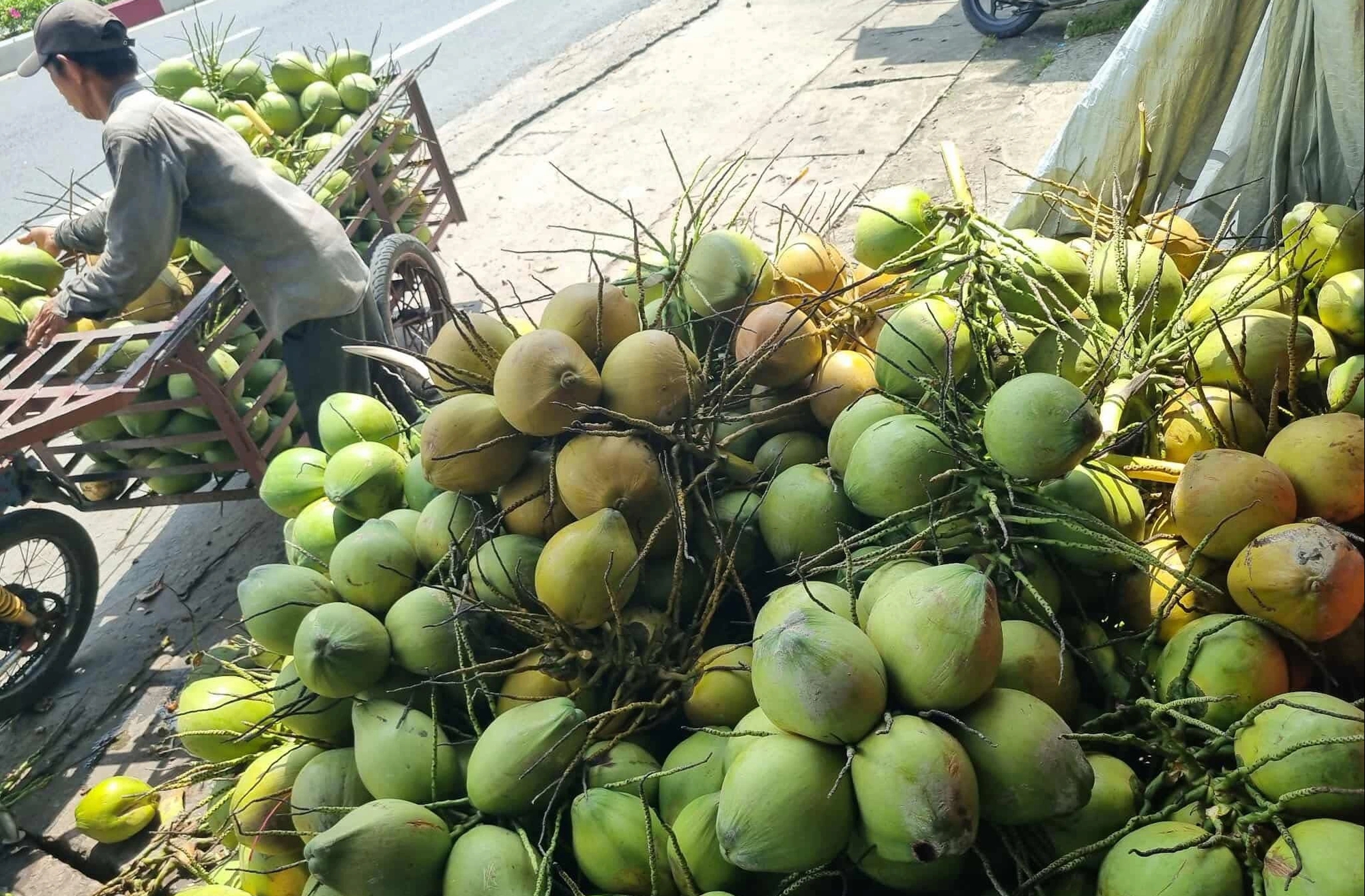 Dừa 'sốt' giá, nhiều nơi chặt bỏ cam sành, mít Thái để trồng dừa 1 Dừa 'sốt' giá, nhiều nơi chặt bỏ cam sành, mít Thái để trồng dừa - Ảnh 1.