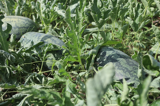 Gặp "Mai An Tiêm" ở Trường Sa 1 img