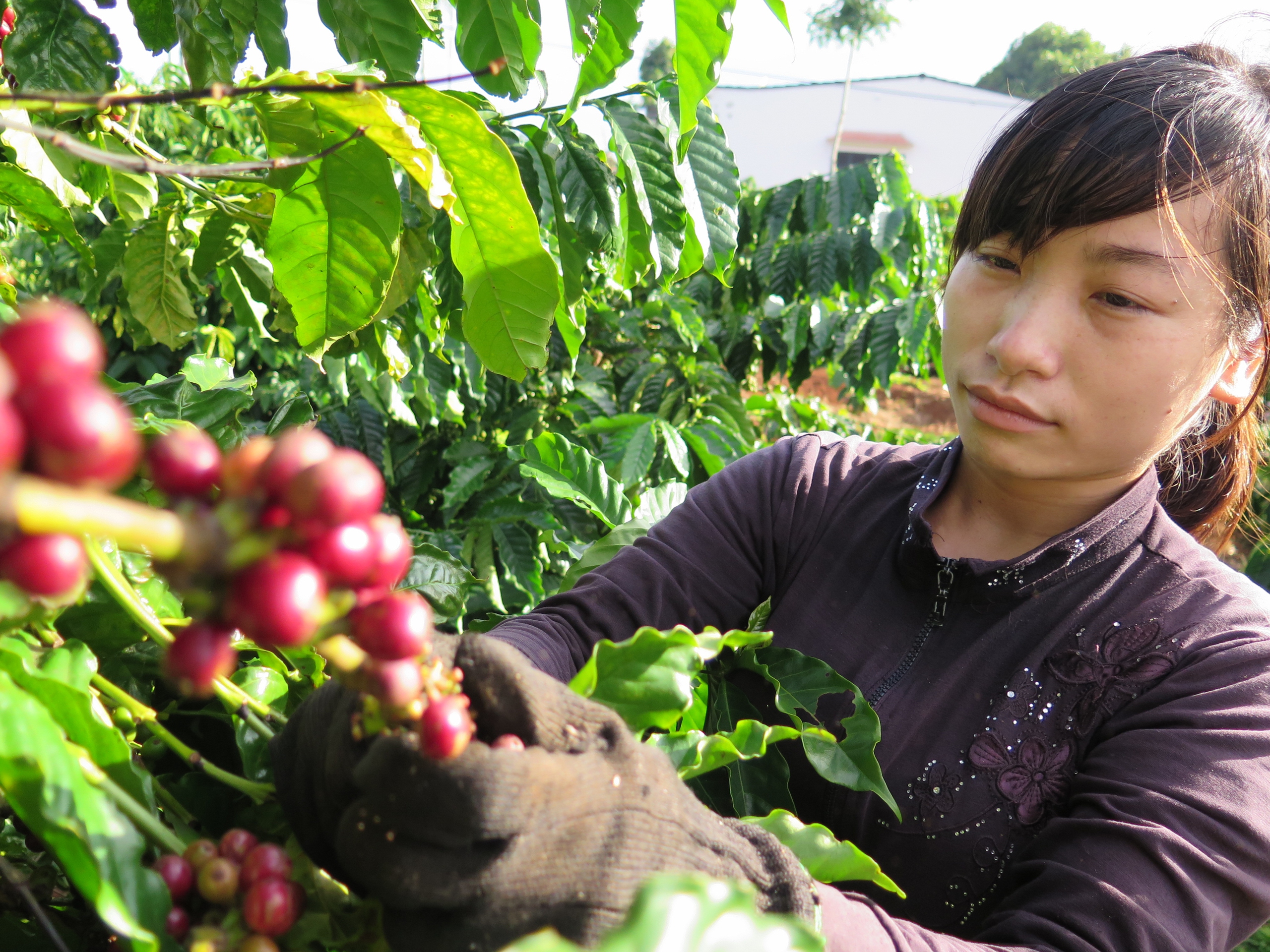 - Ảnh 1. - Ảnh 1.