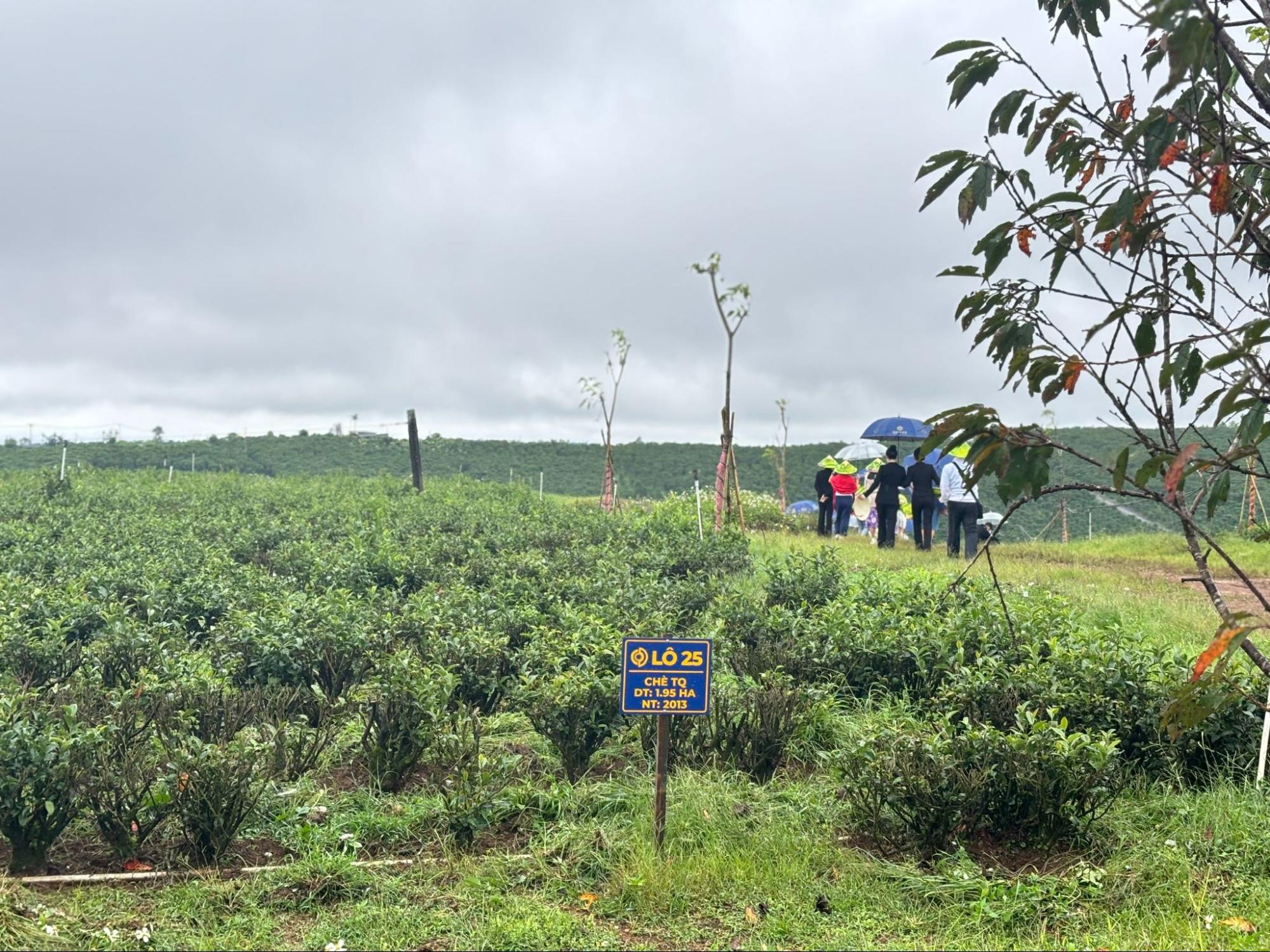 Hành trình trải nghiệm tinh hoa văn hóa trà Việt đầy mới mẻ, ấn tượng- Ảnh 1.