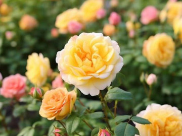 Ít nói 3 điều này về bản thân chính là khôn ngoan: Càng ít nói, bạn càng có nhiều phước lành 4 4 câu người khôn ngoan quyết không nói trước mặt người quen