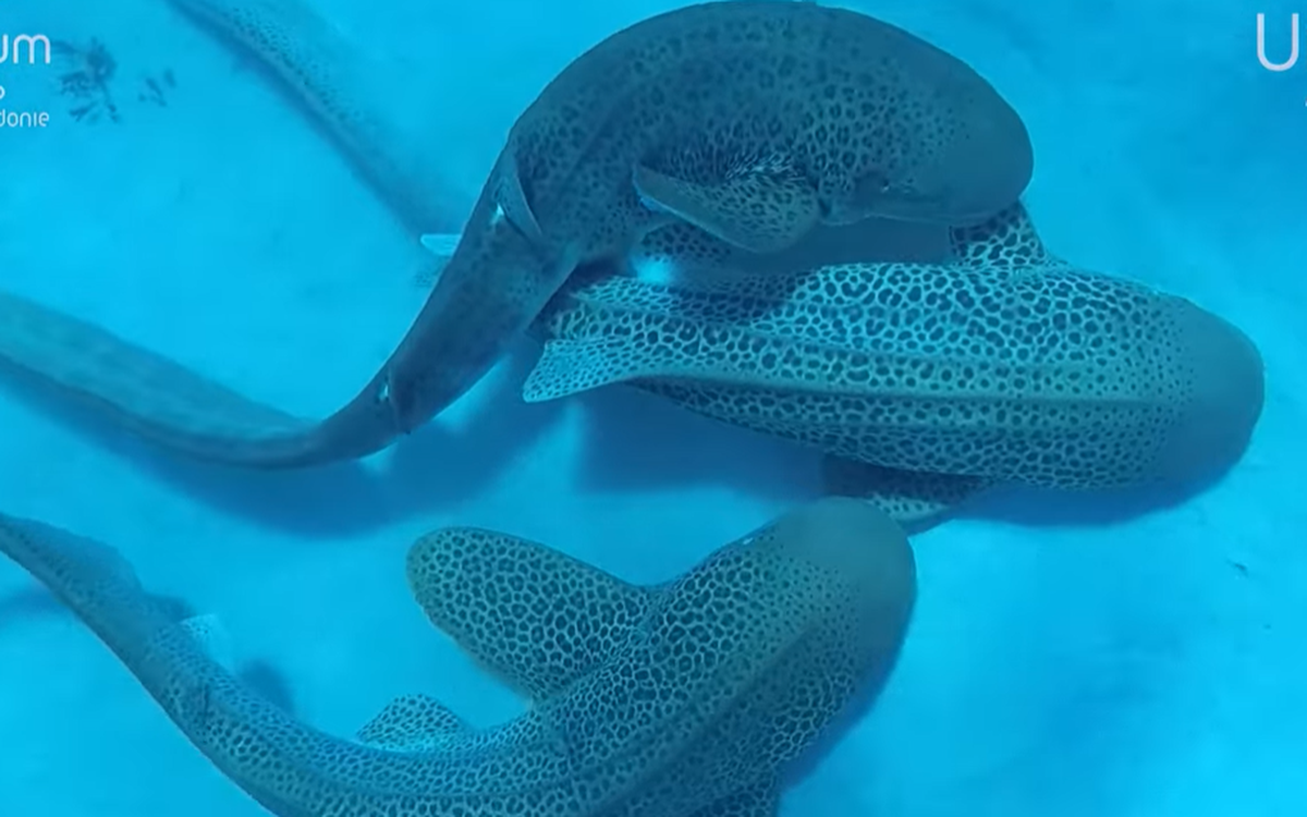 Khoanh khac ca map bao giao phoi tay ba duoi.p