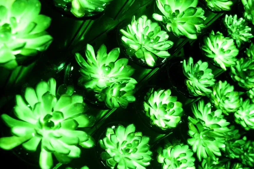 Cây sen đá Echeveria "Mebina" phát quang sau khi được tiêm hợp chất. Ảnh: Shuting Liu/CNN cây phát quang, nghiên cứu khoa học, Trung Quốc.jpg