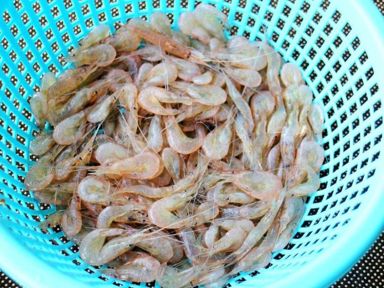 Lá này rẻ bèo nhưng giúp giải độc gan, sáng mắt, đem rang với tôm sông được món cực ngon 1 Lá này rẻ bèo nhưng giúp giải độc gan, sáng mắt, đem rang với tôm sông được món cực ngon - 1