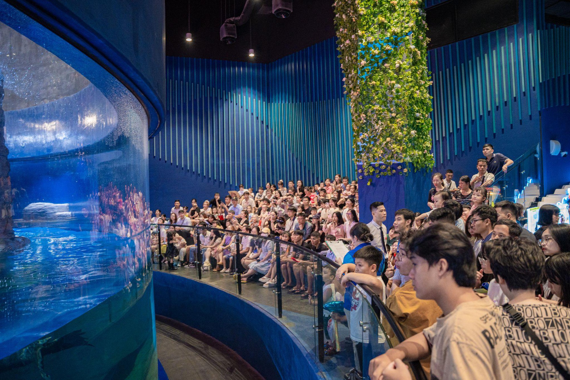 Lễ cưới có 1-0-2 của cặp đôi sư tử biển tại Thủy cung Lotte World Hà Nội- Ảnh 1. Lễ cưới có 1-0-2 của cặp đôi sư tử biển tại Thủy cung Lotte World Hà Nội- Ảnh 1.