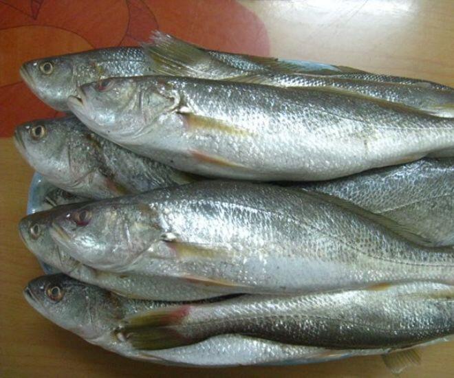 Loài cá có cái tên amp;#34;ngượng ngùngamp;#34; khiến ai cũng bật cười: Nấu được đủ món ngon bổ dưỡng, giá đến 450.000đ/kg - 1