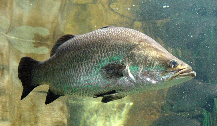 Loài cá dân dã ở Việt Nam, bất ngờ được khen “tốt hơn cả cá hồi”, giá chỉ từ 120.000 đồng/kg 1 Cá vược hay còn được gọi là cá chẽm.