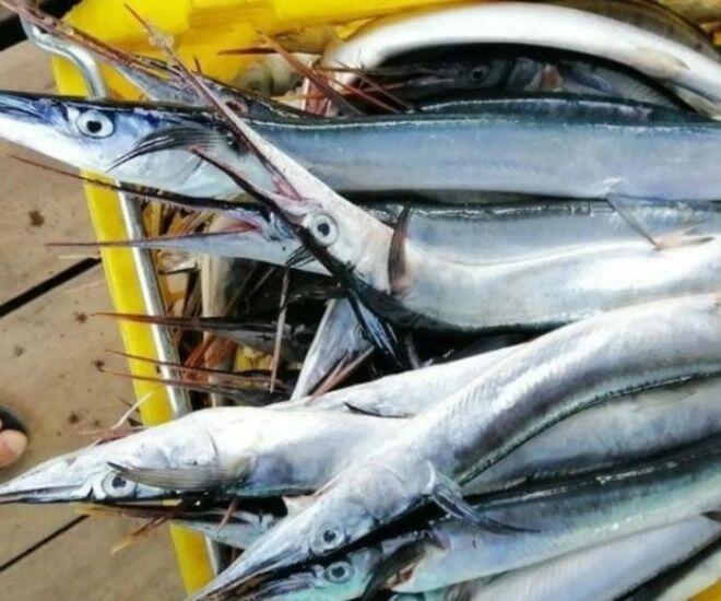 Loài cá được mệnh danh "sát thủ" lại là đặc sản nổi tiếng ở Kiên Giang: Cái tên lạ bắt nguồn từ màu xương hiếm thấy 1 Loài cá được mệnh danh amp;#34;sát thủamp;#34; lại là đặc sản nổi tiếng ở Kiên Giang: Cái tên lạ bắt nguồn từ màu xương hiếm thấy - 1