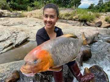 Loài cá được mệnh danh "sát thủ" lại là đặc sản nổi tiếng ở Kiên Giang: Cái tên lạ bắt nguồn từ màu xương hiếm thấy 6 Loài cá tiến vua quý như vàng ở Phú Thọ, nay giá cả chục triệu đồng vẫn được giới đại gia săn lùng mua