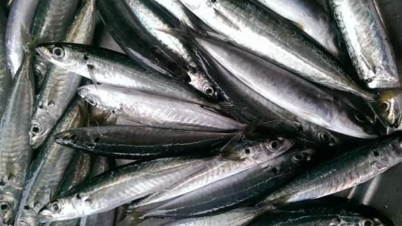 Cá nục, công dụng của cá nục