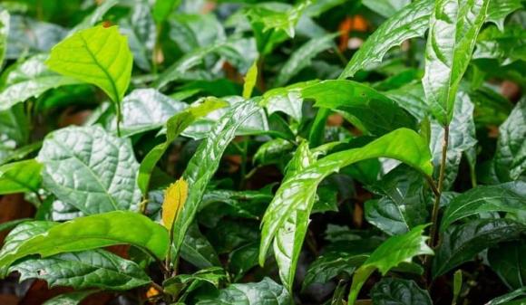 Cây xạ đen, công dụng của cây xạ đen