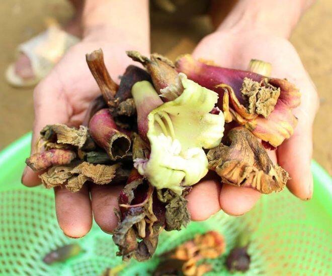 Loại hoa rụng đầy gốc không ai nhặt lại là đặc sản Tây Bắc, đắng nhưng hậu vị ngọt lịm lại cực tốt cho sức khỏe - 1