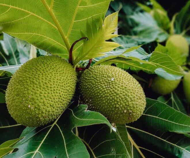 Loại quả bề ngoài như quả mít, ăn vị như khoai tây lại là đặc sản nức tiếng miền Tây "thần dược" cho sức khỏe 1 Loại quả bề ngoài như quả mít, ăn vị như khoai tây lại là đặc sản nức tiếng miền Tây amp;#34;thần dượcamp;#34; cho sức khỏe - 1