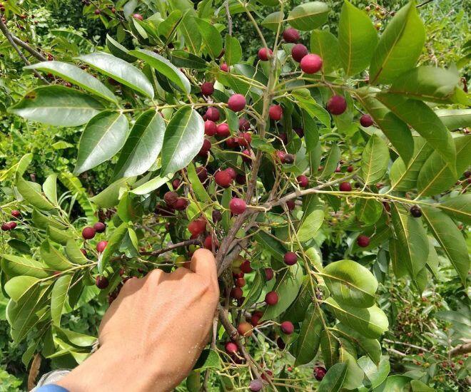 Loại quả chỉ có ở Ninh Thuận: Mọc dại trên rừng không cần chăm sóc, mùi thơm phức ăn một lần là mê 1 Loại quả chỉ có ở Ninh Thuận: Mọc dại trên rừng không cần chăm sóc, mùi thơm phức ăn một lần là mê - 1