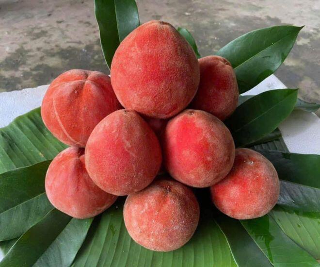 Loại quả có cái tên amp;#34;nên thơamp;#34; là đặc sản nổi tiếng Sóc Trăng, cả quả và cây lá đều tỏa mùi thơm lạ khiến nhiều người tò mò - 1