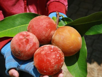 Loại quả bề ngoài như quả mít, ăn vị như khoai tây lại là đặc sản nức tiếng miền Tây "thần dược" cho sức khỏe 5 Loại quả có cái tên nên thơ là đặc sản nổi tiếng Sóc Trăng, cả quả và cây lá đều tỏa mùi thơm lạ khiến nhiều người tò mò