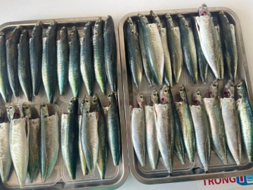 Loài cá tự nhiên cứ ra chợ Việt mua là có lại tốt vượt trội hơn hẳn cá hồi, 40.000/kg mà gợi lại ký ức cả tuổi thơ