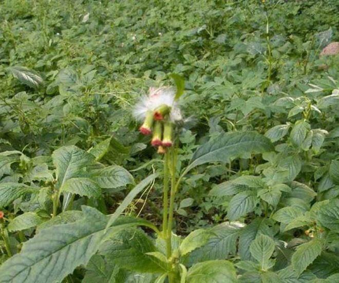 Loại rau có tên như sắp bay vào vũ trụ xưa chỉ là loài cỏ dại, nay thành đặc sản chị em lùng mua vì ngon và bổ dưỡng - 1