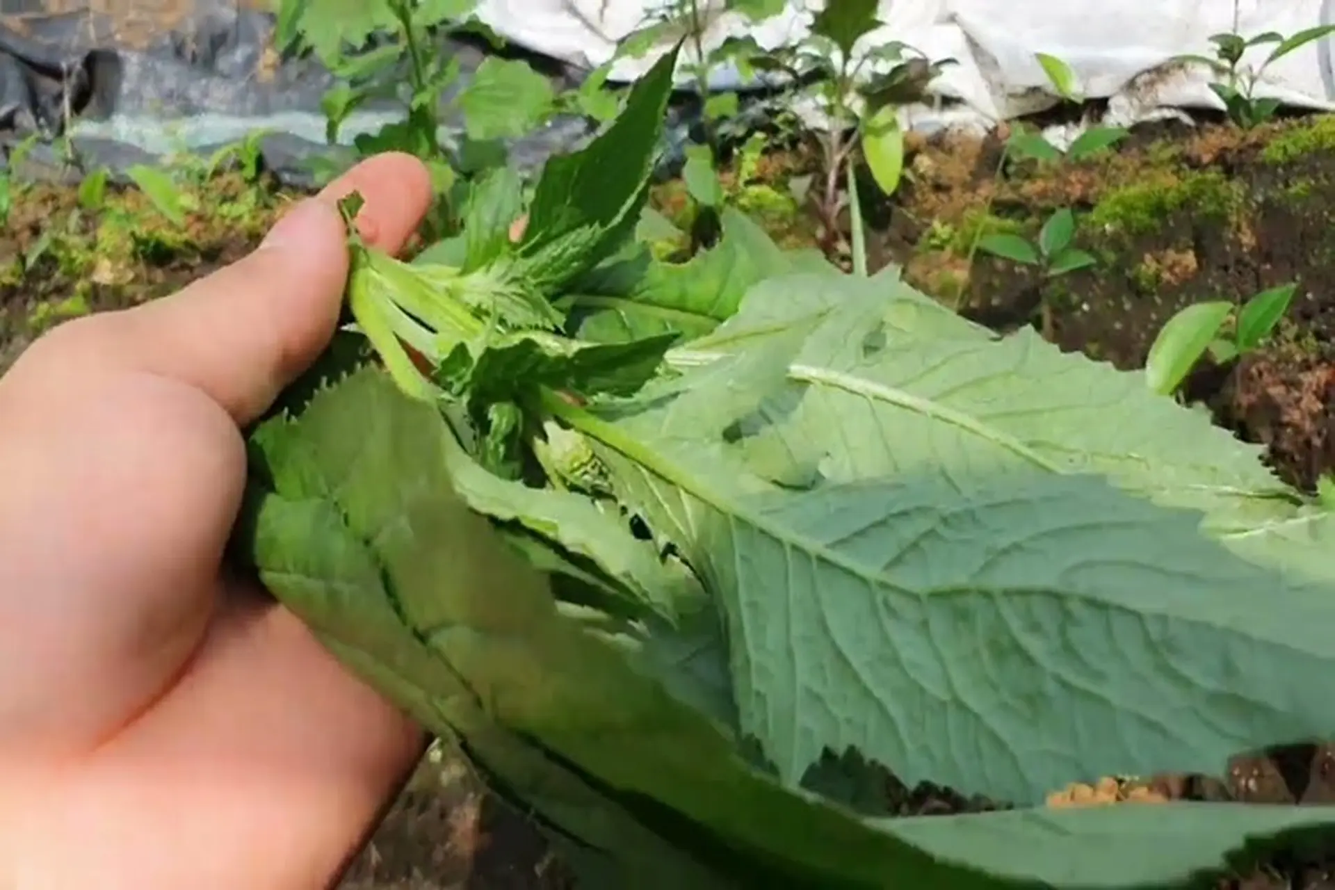 Loại rau có tên như sắp bay vào vũ trụ xưa chỉ là loài cỏ dại, nay thành đặc sản chị em lùng mua vì ngon và bổ dưỡng - 3