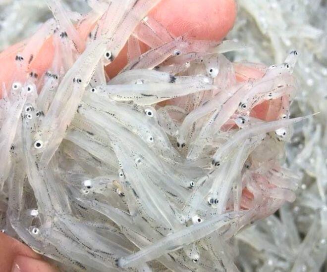 "Lộc trời" độc nhất ở sông Đà: Được mệnh danh là "ngọc trong nước", cực bổ dưỡng giúp kéo dài tuổi thọ 1 amp;#34;Lộc trờiamp;#34; độc nhất ở sông Đà: Được mệnh danh là amp;#34;ngọc trong nướcamp;#34;, cực bổ dưỡng giúp kéo dài tuổi thọ - 1