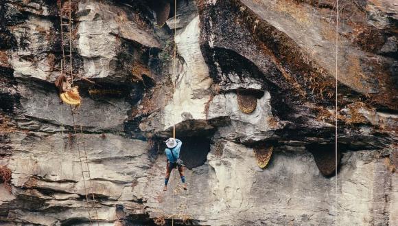 mật ong, lấy mật ong, mật ong điên