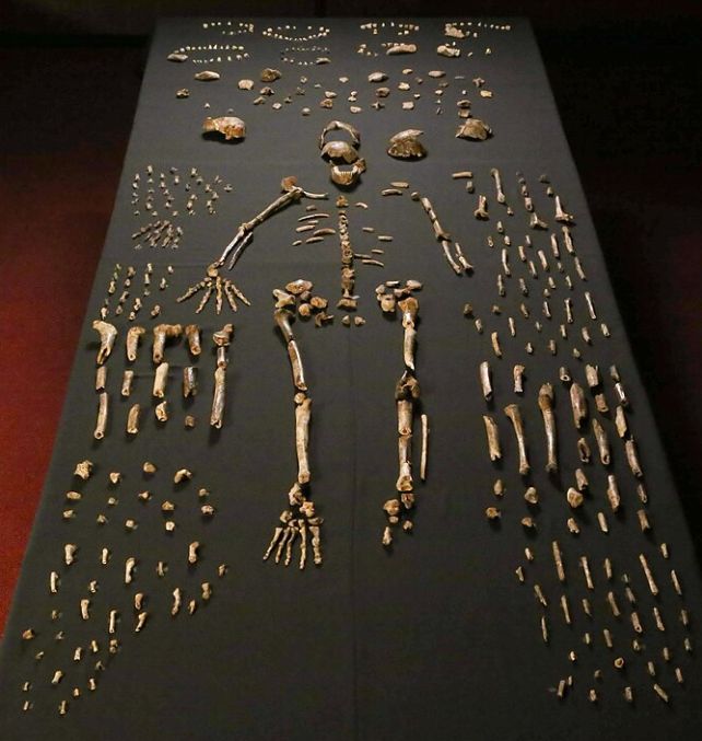 Một loài khác biết chôn người chết trước cả chúng ta?- Ảnh 1. Một loài khác biết chôn người chết trước cả chúng ta?- Ảnh 1.