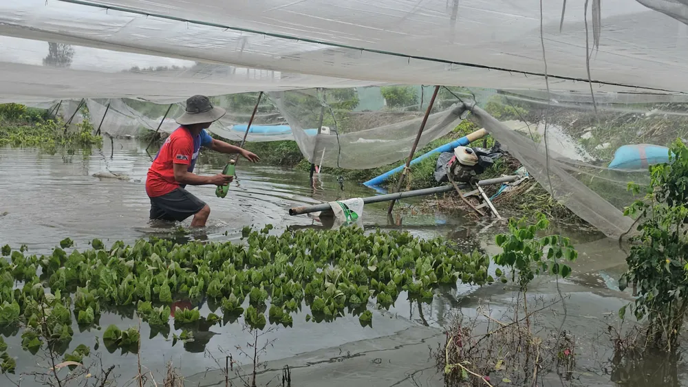 Mưa lớn khiến nhiều diện tích rau của người dân ở xã Vĩnh Lộc bị ngập trong nước. Ảnh: NT mua-lon-khien-nhieu-vuon-rau-o-xa-vinh-loc-bi-ngap-thiet-hai-hang-tram-trieu-06.jpg