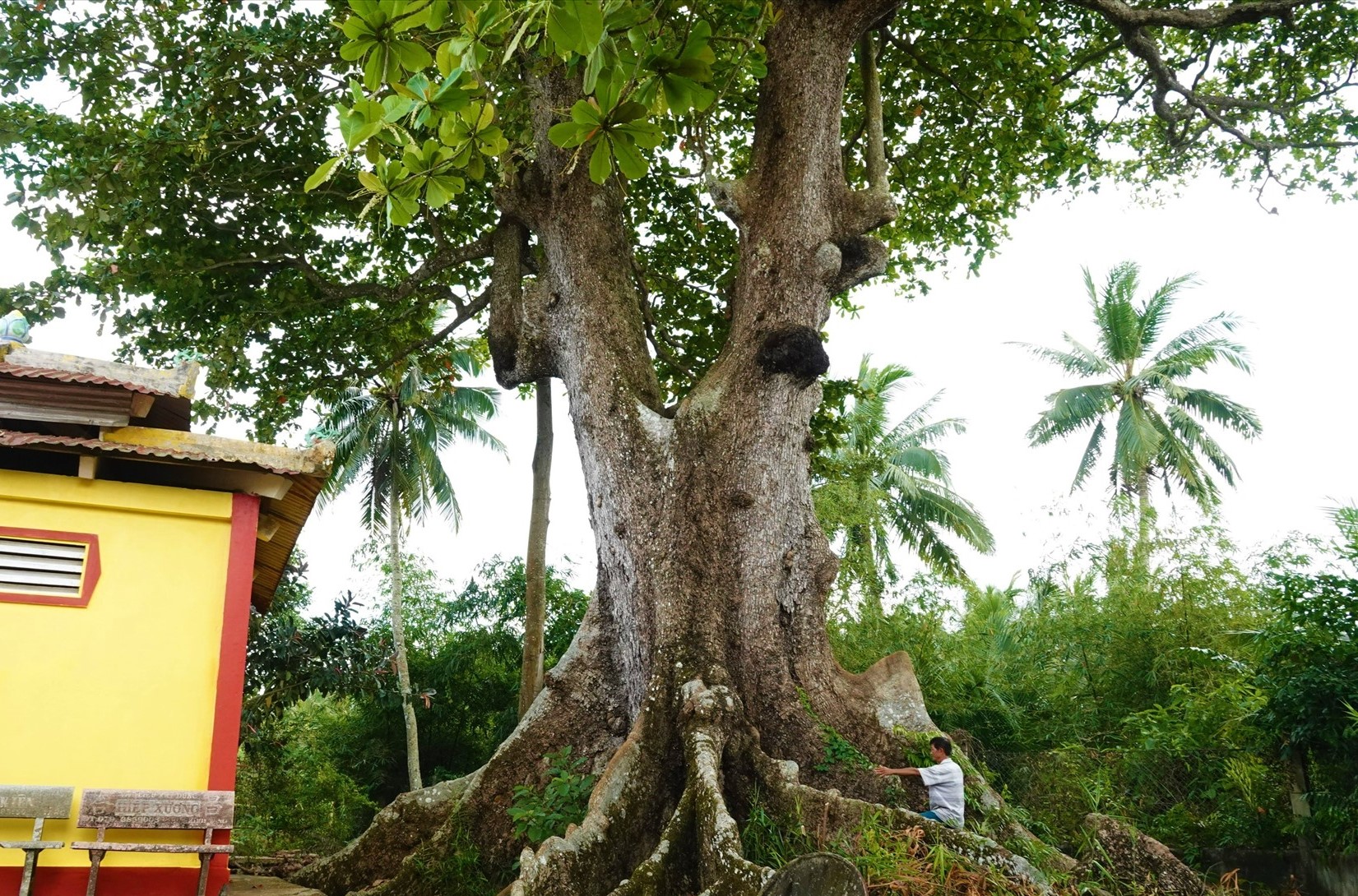 Những 'báu vật xanh' hàng trăm năm tuổi ở Cần Thơ- Ảnh 1.