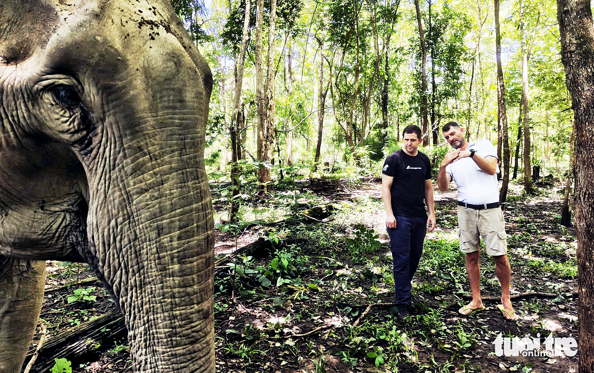 Ông Tây hết lòng vì phúc lợi voi Đắk Lắk 1 Ông Tây hết lòng vì phúc lợi voi Đắk Lắk - Ảnh 1.