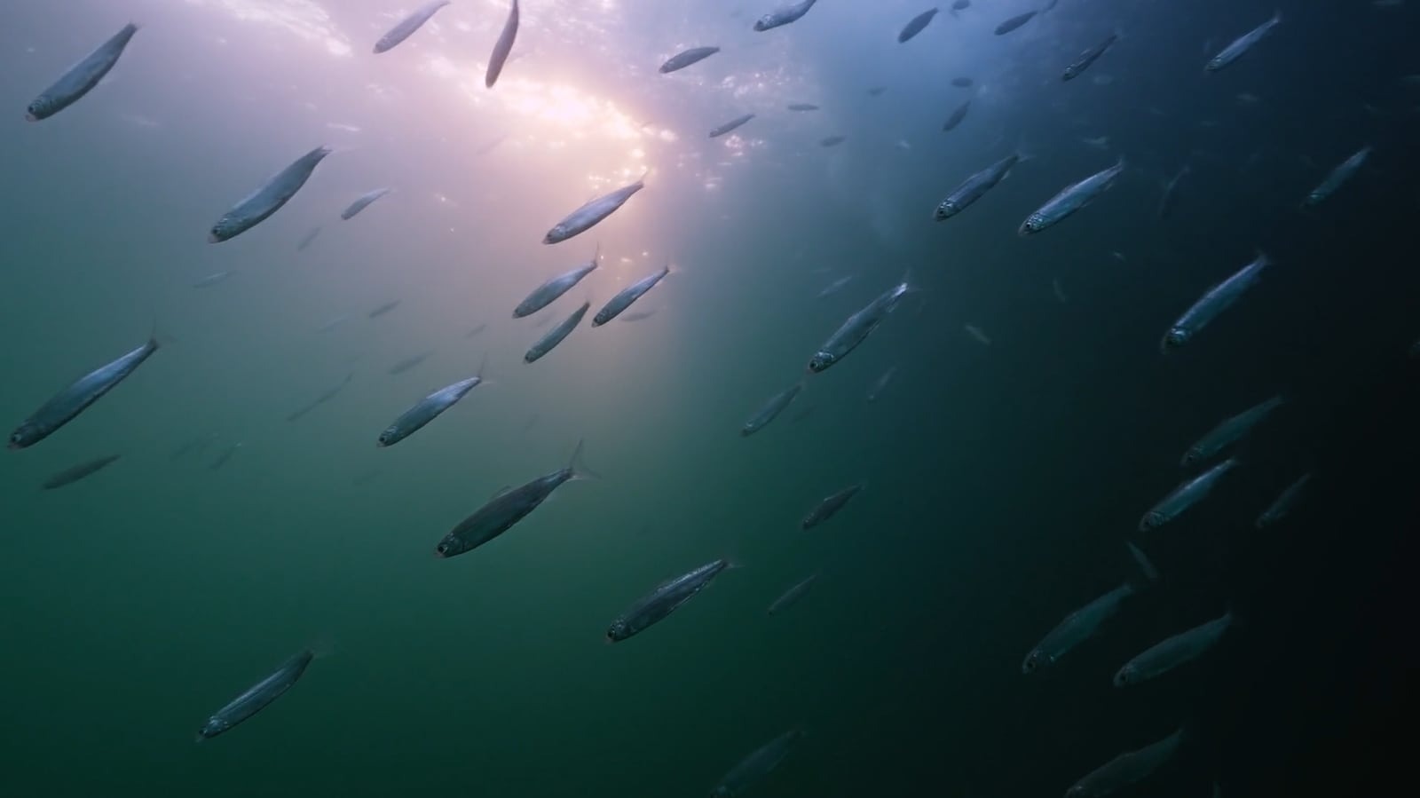 Sinh vật biển sinh sôi tốt trên kho vũ khí độc hại dưới đáy biển Baltic 1 Sinh vật biển sinh sôi tốt trên kho vũ khí độc hại dưới đáy biển Baltic - Ảnh 1.