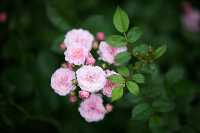 Sở hữu 2 trên 4 điều này chứng tỏ bạn đang sống rất tốt 4 Sở hữu 2 trên 4 điều này chứng tỏ bạn đang sống rất tốt - 4