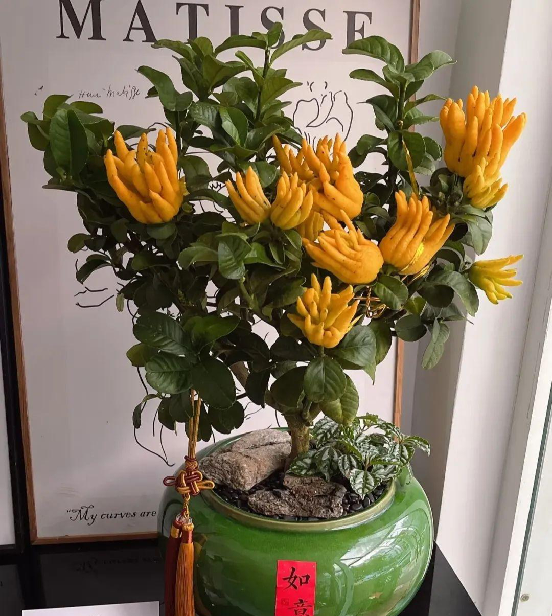 Đặt 1 trong 4 loại cây này ở nhà: Tài lộc, may mắn kéo đến ầm ầm- Ảnh 2.