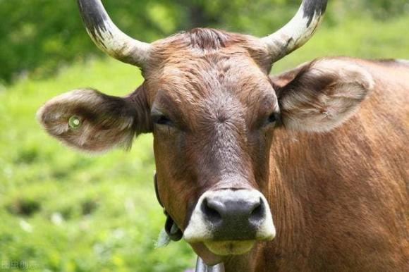 động vật, động vật ăn thịt, động vật ăn cỏ, thức ăn